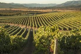 11-9-vineyard-2